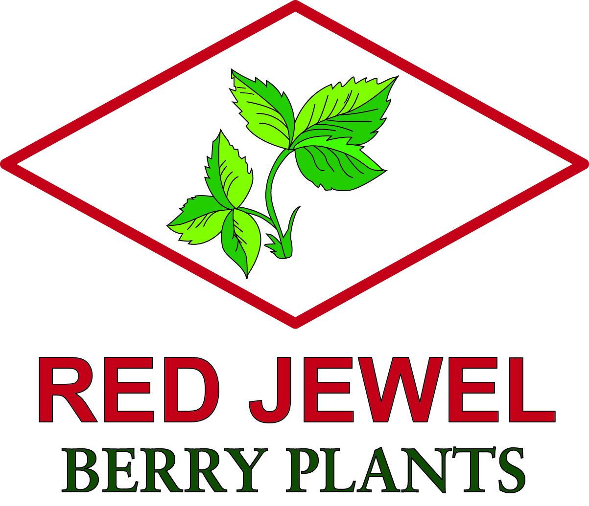 Red Jewel Berry Plants